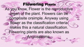 Flowering Plants
As you know, Flower is the reproductive
organ of the plant. Flowers can be
composite orsimple. Anyway using
flower as the classification criteria
makes this a natural classification.
Flowering plants are also known as
Angiosperms.
 