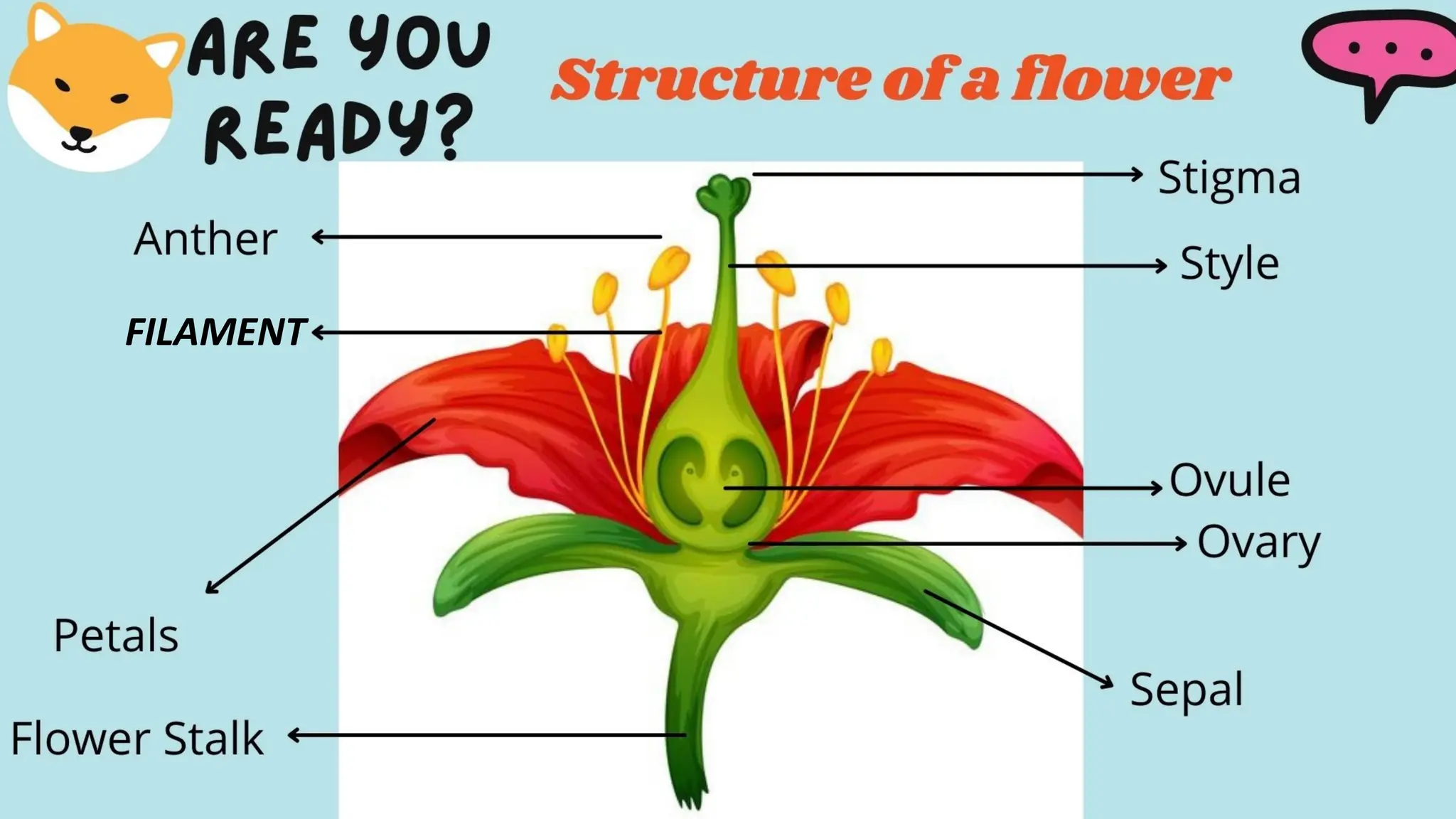 Flowering Plants SCIENCE GRADE 5 class unit1 | PPTX