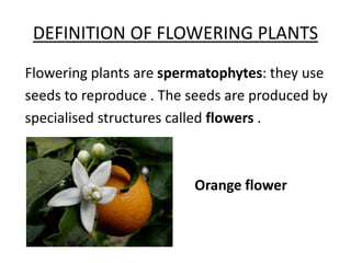 Flowering plants (1) | PPTX