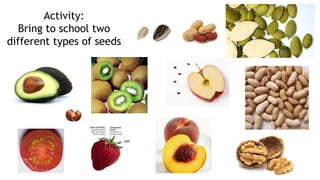 Activity:
Bring to school two
different types of seeds
 