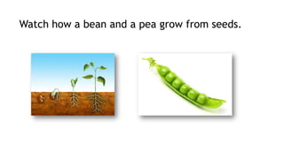Watch how a bean and a pea grow from seeds.
 