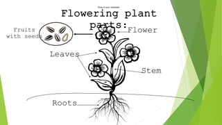 Draw in your notebook:
Flowering plant
parts:Flower
Leaves
Stem
Roots
Fruits
with seeds
 