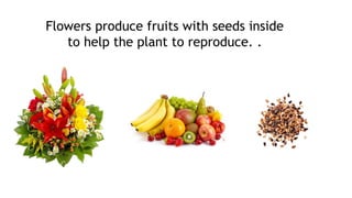 Flowers produce fruits with seeds inside
to help the plant to reproduce. .
 