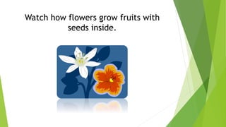 Watch how flowers grow fruits with
seeds inside.
 