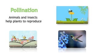 Animals and insects
help plants to reproduce
 