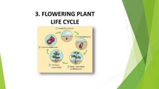 3. FLOWERING PLANT
LIFE CYCLE
 