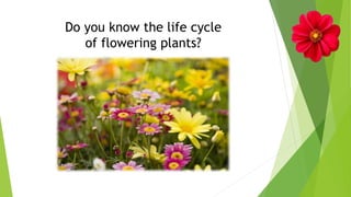 Do you know the life cycle
of flowering plants?
 