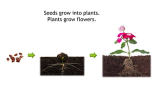Seeds grow into plants.
Plants grow flowers.
 