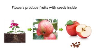 Flowers produce fruits with seeds inside
 