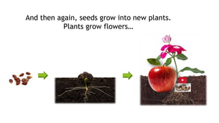 And then again, seeds grow into new plants.
Plants grow flowers…
 