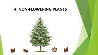 4. NON-FLOWERING PLANTS
 
