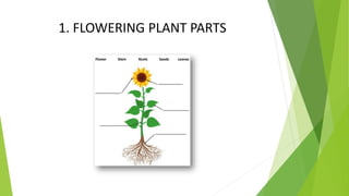1. FLOWERING PLANT PARTS
 