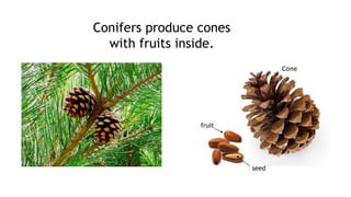 Conifers produce cones
with fruits inside.
fruit
seed
Cone
 