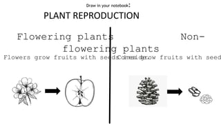 Flowering plants Non-
flowering plants
Flowers grow fruits with seeds inside.Cones grow fruits with seed
PLANT REPRODUCTION
Draw in your notebook:
 