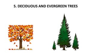 5. DECIDUOUS AND EVERGREEN TREES
 
