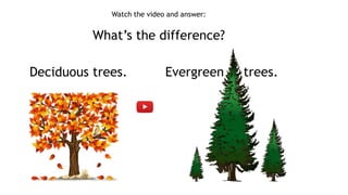 Watch the video and answer:
What’s the difference?
Deciduous trees. Evergreen trees.
 