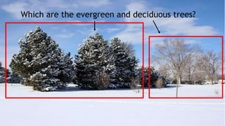 Which are the evergreen and deciduous trees?
 