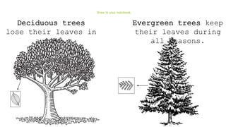 Draw in your notebook.
Deciduous trees
lose their leaves in
autumn.
Evergreen trees keep
their leaves during
all seasons.
 