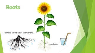The roots absorb water and nutrients.
Roots
 