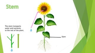 Stem
The stem transports
water and nutrients
to the rest of the plant.
 