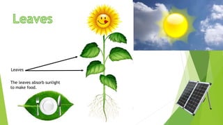 Leaves
The leaves absorb sunlight
to make food.
 