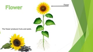 Flower
The flower produces fruits and seeds.
 