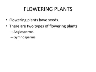 FLOWERING PLANTS
• Flowering plants have seeds.
• There are two types of flowering plants:
– Angiosperms.
– Gymnosperms.
 