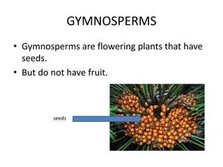 GYMNOSPERMS
• Gymnosperms are flowering plants that have
seeds.
• But do not have fruit.
seeds
 