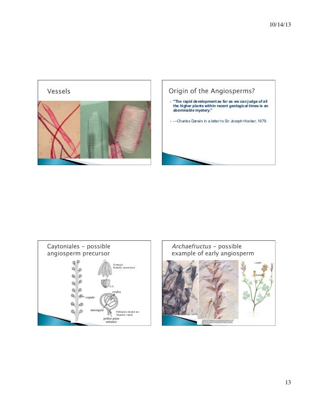 Flowering plants bio.ppt