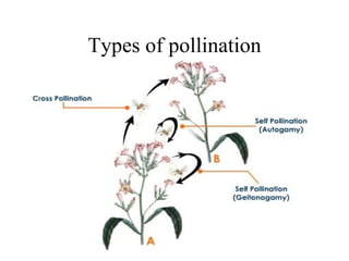 Types of pollination 