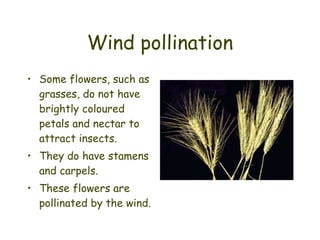 Wind pollination Some flowers, such as grasses, do not have brightly coloured petals and nectar to attract insects. They do have stamens and carpels. These flowers are pollinated by the wind. 