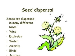 Seed dispersal Seeds are dispersed in many different ways: Wind Explosion Water Animals Birds Scatter 