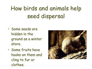 How birds and animals help seed dispersal Some seeds are hidden in the ground as a winter store. Some fruits have hooks on them and cling to fur or clothes. 