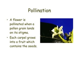 Pollination A flower is pollinated when a pollen grain lands on its stigma. Each carpel grows into a fruit which contains the seeds. 