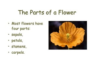The Parts of a Flower ,[object Object],[object Object],[object Object],[object Object],[object Object]