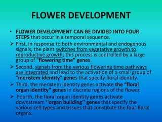 FLOWER DEVELOPMENT
• FLOWER DEVELOPMENT CAN BE DIVIDED INTO FOUR
STEPS that occur in a temporal sequence.
 First, in response to both environmental and endogenous
signals, the plant switches from vegetative growth to
reproductive growth; this process is controlled by a large
group of “flowering time” genes.
 Second, signals from the various flowering time pathways
are integrated and lead to the activation of a small group of
“meristem identity” genes that specify floral identity.
 Third, the meristem identity genes activate the “floral
organ identity” genes in discrete regions of the flower.
 Fourth, the floral organ identity genes activate
downstream ‘‘organ building’’ genes that specify the
various cell types and tissues that constitute the four floral
organs.
 