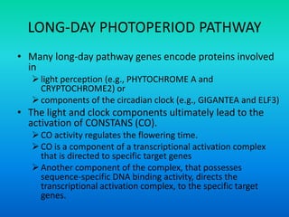 LONG-DAY PHOTOPERIOD PATHWAY
• Many long-day pathway genes encode proteins involved
in
light perception (e.g., PHYTOCHROME A and
CRYPTOCHROME2) or
components of the circadian clock (e.g., GIGANTEA and ELF3)
• The light and clock components ultimately lead to the
activation of CONSTANS (CO).
CO activity regulates the flowering time.
CO is a component of a transcriptional activation complex
that is directed to specific target genes
Another component of the complex, that possesses
sequence-specific DNA binding activity, directs the
transcriptional activation complex, to the specific target
genes.
 