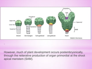 FLOWERING PROCESS- A TRANSITION FROM VEGETATIVE TO REPRODUCTIVE ORGAN.pptx