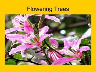 Flowering Trees 