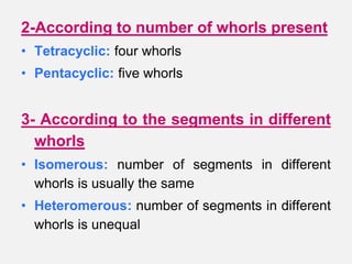 2-According to number of whorls present
• Tetracyclic: four whorls
• Pentacyclic: five whorls
3- According to the segments in different
whorls
• Isomerous: number of segments in different
whorls is usually the same
• Heteromerous: number of segments in different
whorls is unequal
 
