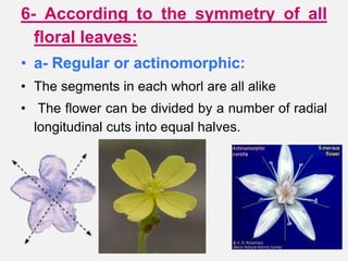 6- According to the symmetry of all
floral leaves:
• a- Regular or actinomorphic:
• The segments in each whorl are all alike
• The flower can be divided by a number of radial
longitudinal cuts into equal halves.
 
