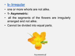 • b- Irregular
• one or more whorls are not alike.
• 1- Asymmetric:
• all the segments of the flowers are irregularly
arranged and not alike.
• Cannot be divided into equal parts.
 