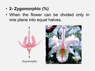 • 2- Zygomorphic (%)
• When the flower can be divided only in
one plane into equal halves.
 