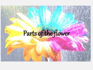 Parts of the flower
 