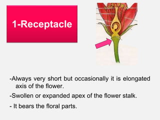 -Always very short but occasionally it is elongated
axis of the flower.
-Swollen or expanded apex of the flower stalk.
- It bears the floral parts.
1-Receptacle
 