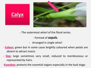 - The outermost whorl of the floral series.
- Formed of sepals.
- Arranged in single whorl
- Colour: green but in some cases brightly coloured when petals are
absent to attract insect.
- Size: large sometimes very small, reduced to membranous or
represented by hairs.
-Function: protects the essential organs especially in the bud stage.
Calyx
 