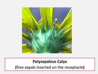 Polysepalous Calyx
(free sepals inserted on the receptacle)
 