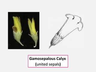 Gamosepalous Calyx
(united sepals)
 