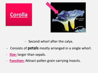 - Second whorl after the calyx.
- Consists of petals mostly arranged in a single whorl.
- Size: larger than sepals.
- Function: Attract pollen grain carrying insects.
Corolla
 