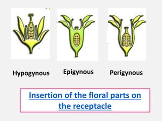 Insertion of the floral parts on
the receptacle
PerigynousHypogynous Epigynous
 